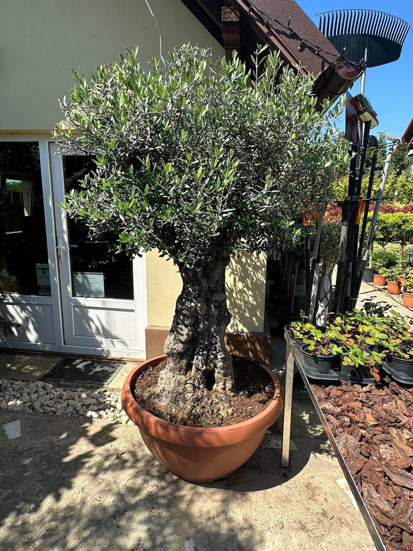 Maslini Olea Europeni