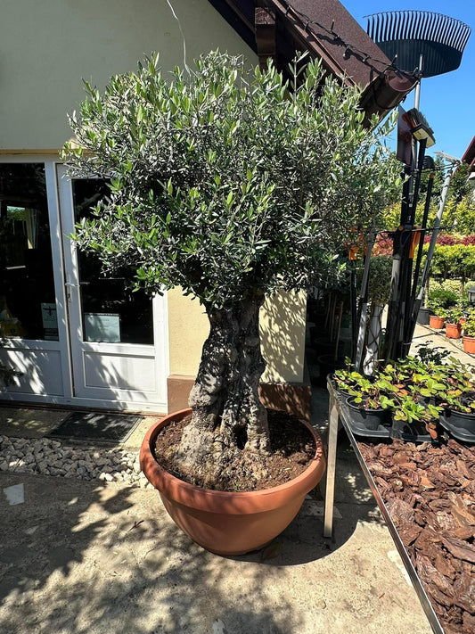 Maslini Olea Europeni