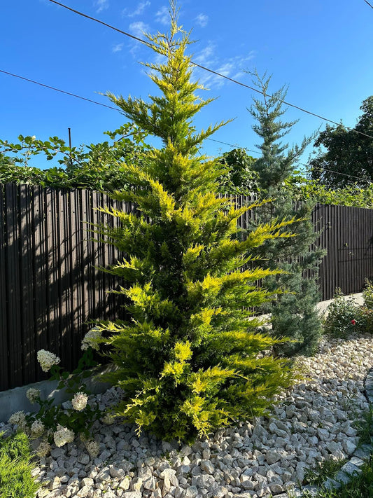 Leylandii Cupressocyparis